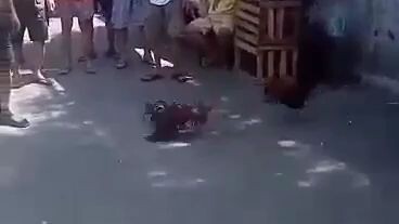 alimbuyog ni pinsan panalo