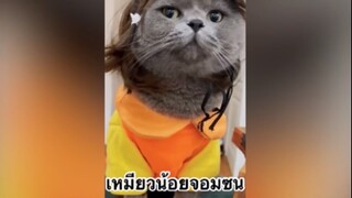 เพื่อนตัวน้อย สัตว์เลี้ยงแสนซน : เหมียวน้อยจอมซน