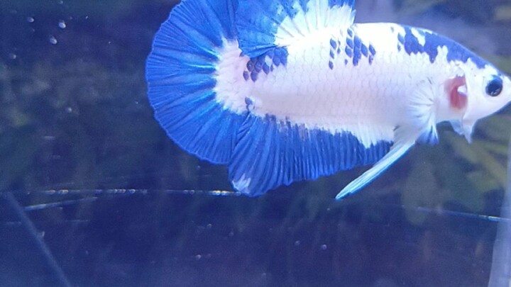 Cupang blue rim