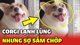 Chú chó Corgi LẠNH LÙNG nhưng lại sợ SẤM CHỚP khiến Sen khổ sở 😂 | Yêu Lu