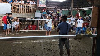 LAGONGLONG COCKPIT 3COCK/BULLSTAG COMBO CHAMPION! 2nd fight