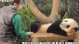 Binatang|Panda Raksasa Fu Bao