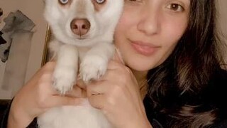 Send Copper love if you liked his howl!❤️inthispackforlife wolf howl kleekai