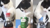 [Loài vật] Mèo có thể mở nắp chai không