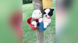 pet  dog cute  thucung foryou  petlover