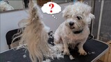 MATTED DOG GROOMING Transformation | The Dog Transformation