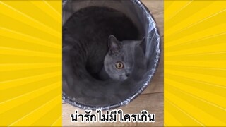 สัตว์เลี้ยงพื่อนขนปุย : น่ารักไม่มีใครเกิน