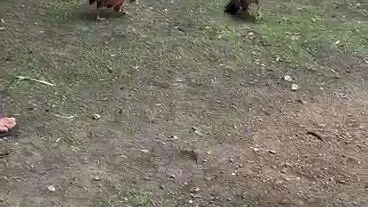 bantam warrios