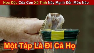 Truy Lùng Rắn Độc Xà Để Báo Thù Cho Chú Cún Con || Review Giải Trí Đời Sống