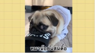 เพื่อนตัวน้อย สัตว์เลี้ยงแสนซน : หมาน้อยแสนดื้อ