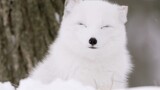 Arctic Fox Videos Compilation