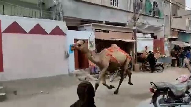 camel Ki Qurbani gona failed