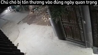 Chú chó bị tổn thương😆😆😆