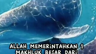 Kisah Jejak Rasul Ep 5