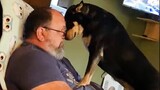 Why you should get a dog 😍 Funny Dog and Human Moments