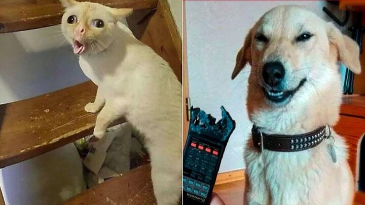 Tik Tok Chó Mèo Hài Hước 🐶Thú Cưng Lầy Lội 🤣 TRY NOT TO LAUGH Funny Pets Video 2021