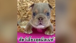 เพื่อนตัวน้อย สัตว์เลี้ยงแสนซน : สัตว์เลี้ยงสุดมีสเน่ห์