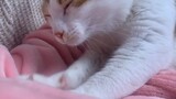 [Mèo] Trải giường xong lăn ra ngủ