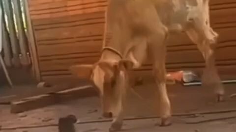 Funny Cow vs Cat