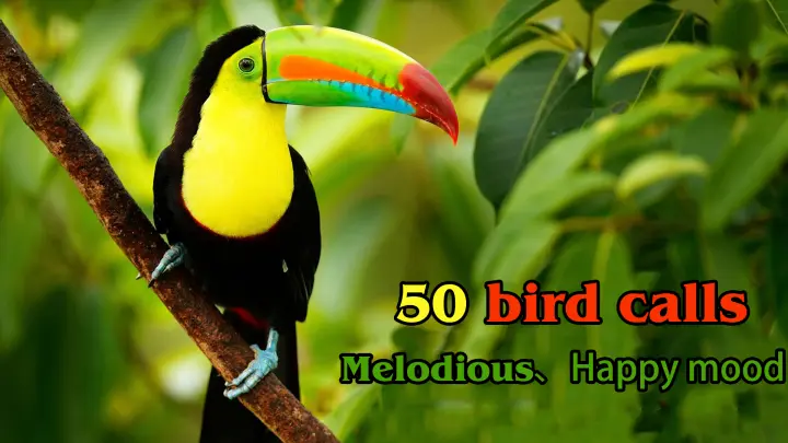 [Animals]Collection of twitters: 50 most pleasant twitters of birds