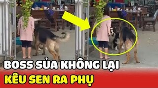 Sủa không lại chó hàng xóm, về nhà rủ con Sen ra "sủa" phụ cho có đôi có cặp🤣🤣| Yêu Lu