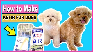 WHY I STARTED GIVING KEFIR TO MY DOGS- How to Make Homemade Kefir for Dogs| The Poodle Mom