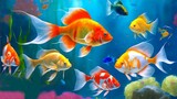 13 jenis ikan hias air tawar warna warni yang bisa disatukan
