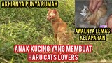 Bismillah Bikin Haru Anak Kucing Kelaparan Di Pinggir Jalan Endingnya Langsung Adopsi..!