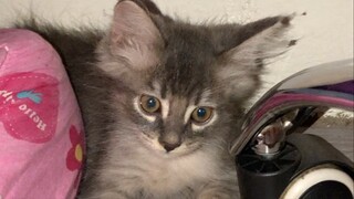 Welcome home my baby riley (Percian Cat) 🐱💕