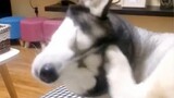 Silly Funny Video Mix of Huskies