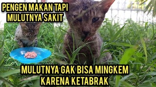 Kucing Liar Sedih Datang Minta Tolong Mulutnya Menceng Part 2 Kondisinya Menyedihkan..!