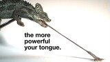 Tiny Chameleons’ Tongues Pack Strongest Punch (High-Speed Footage) _ National Ge