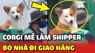 Chú chó Corgi đam mê làm SHIPPER, quyết tâm BỎ NHÀ the NGHỀ 😂 | Yêu Lu