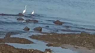 2 storks spotted in MANILA BAY 😎
