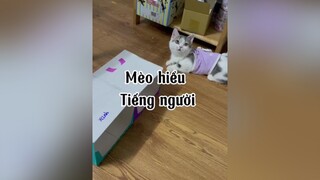 Mèo nhà tui hiểu tiếng người đó 😌😌😌 mèo cat Lalisa