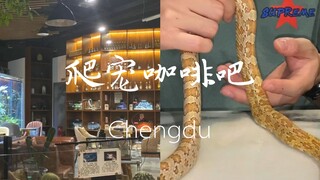 【探店】成都市区爬宠咖啡吧，可劲儿撸蛇蛇