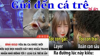 Bình Gold gửi bài hát đến cá trê bí ẩn - Top bình luận hài hước Face Book (p248)