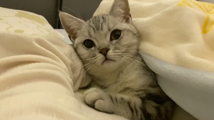 The polite kitten also wants to apply to be in the bed