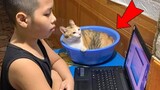 This Cat Like Sit In Plastic Basin And Is Special Member of Family - Cute Cat Story