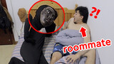Apa reaksi teman sekamar melihat dia yang seluruh tubuhnya dicat hitam?