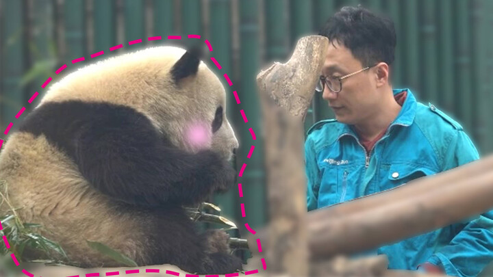 Cute little fattie shows affection to his caretaker.