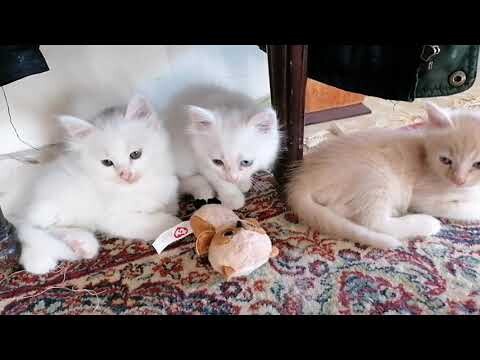 Cute Adorable Kitten That Was Born Inside The Cabinet Playing Together