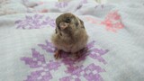 [Animals]30 days after picking up the baby sparrow...