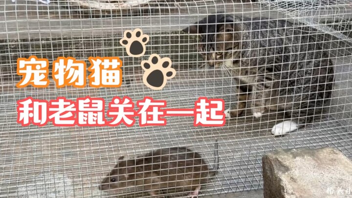 猫不会抓老鼠，小何把猫和老鼠关在一起，不逼它怎么知道它有没有实力