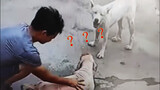 How Vindictive Can a Dog Be? Just Watch this Video!