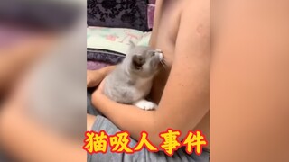 出现猫吸人事件，看把喵喵给饿的