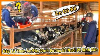 Quanglinhvlogs || Đây Là Thức Ăn Đầy Dinh Dưỡng Để Nuôi Dê Sinh Sản ??? Ăn Có Kể