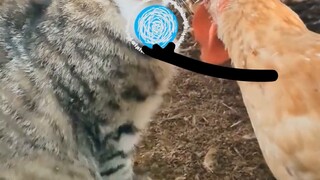 Saudara Meong, saya punya kaleidoskop