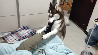 [Satwa] [Dog Person] Husky: Nyaris mati lebih menghargai hidup