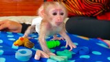Learn To Walk Like A Baby, Tiny Adorable Monkey Luca Is So Healthy, Better Learn To Walk.